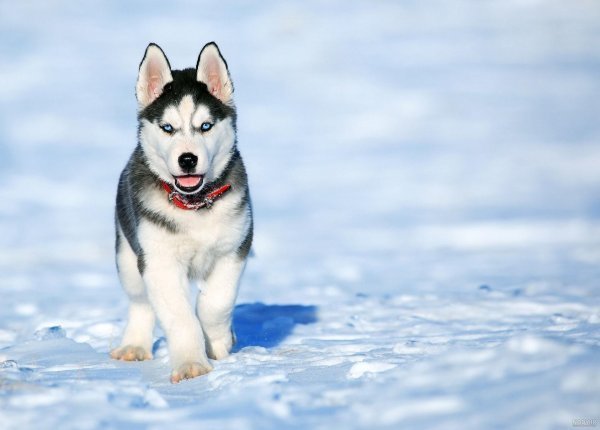  عکس پس زمینه سگ کیوت