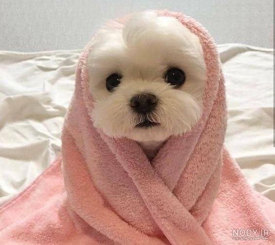  عکس پس زمینه سگ کیوت