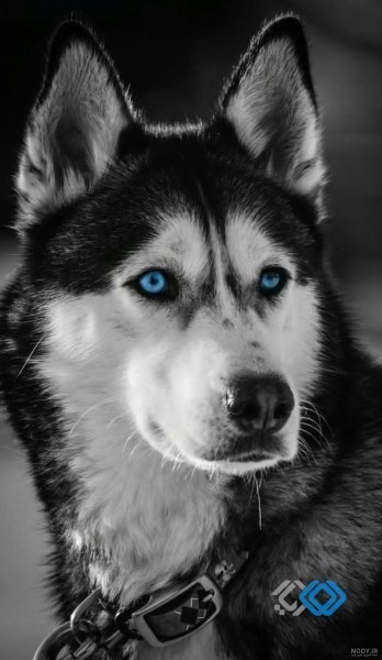  عکس پس زمینه سگ کیوت