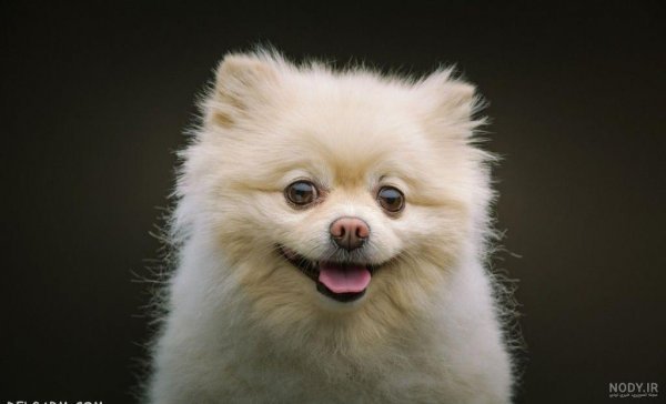  عکس پس زمینه سگ کیوت