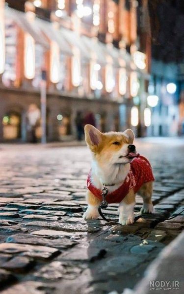  عکس پس زمینه سگ کیوت