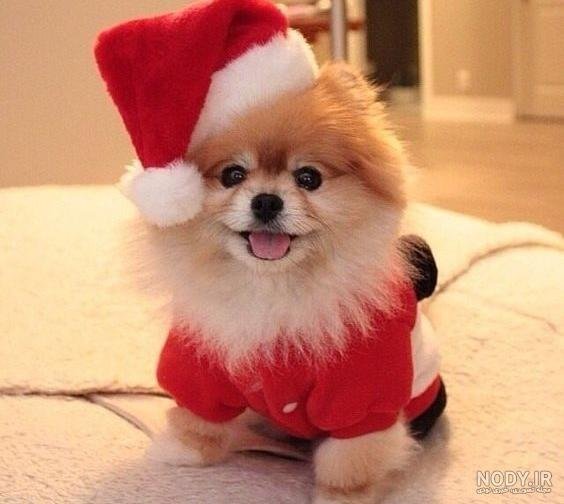  عکس پس زمینه سگ کیوت