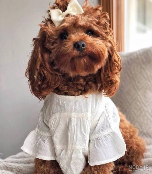  عکس پس زمینه سگ کیوت