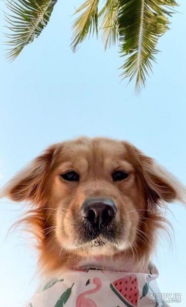  عکس پس زمینه سگ کیوت