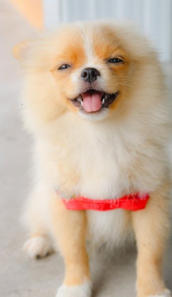  عکس پس زمینه سگ کیوت