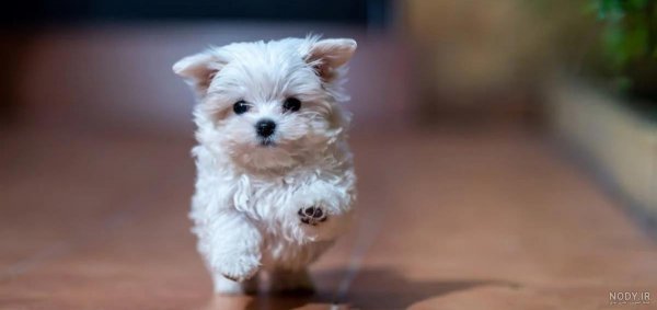  عکس پس زمینه سگ کیوت