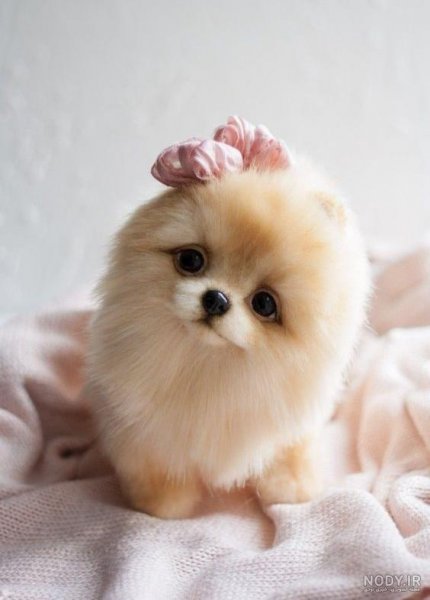  عکس پس زمینه سگ کیوت