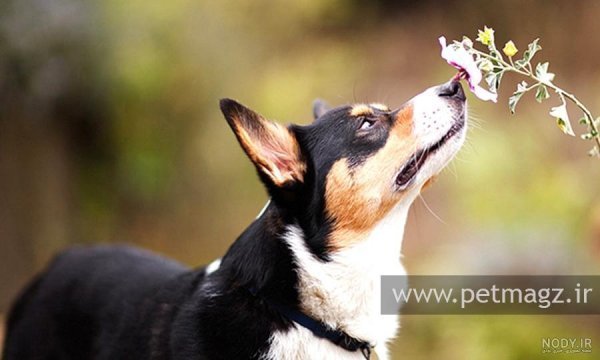  عکس پس زمینه سگ کیوت