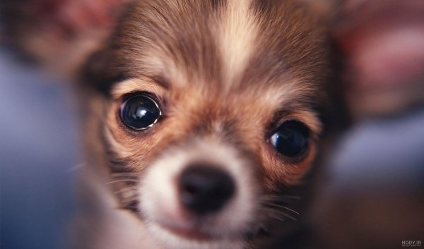  عکس پس زمینه سگ کیوت