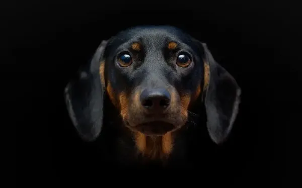  دانلود عکس سگ برای تصویر زمینه گوشی