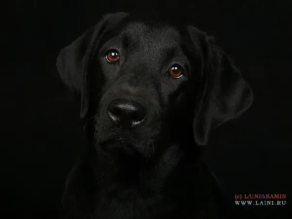  دانلود عکس سگ برای تصویر زمینه گوشی