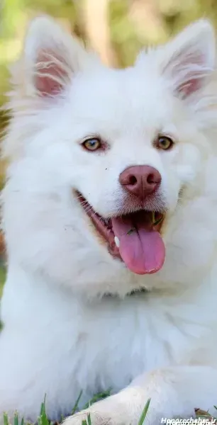  عکس تصویر زمینه سگ خفن