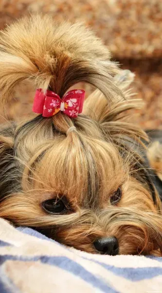  عکس تصویر زمینه سگ خفن