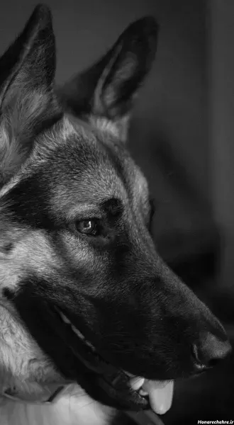  عکس تصویر زمینه سگ خفن