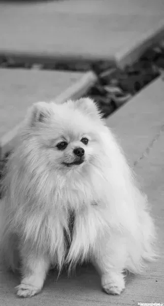  عکس تصویر زمینه سگ خفن