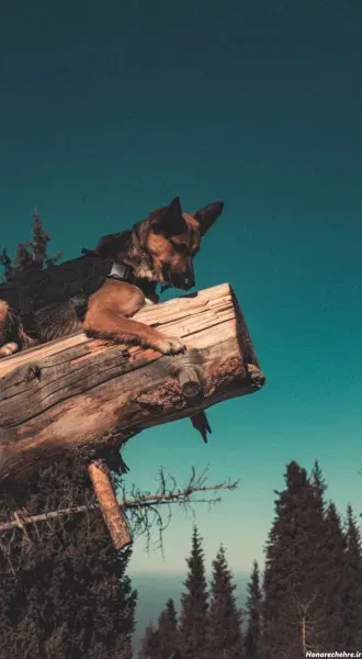  عکس تصویر زمینه سگ خفن