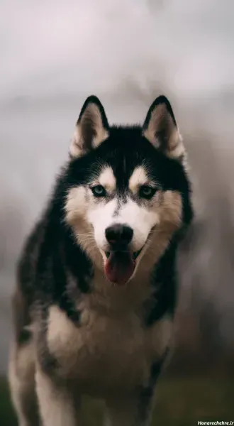  عکس تصویر زمینه سگ خفن