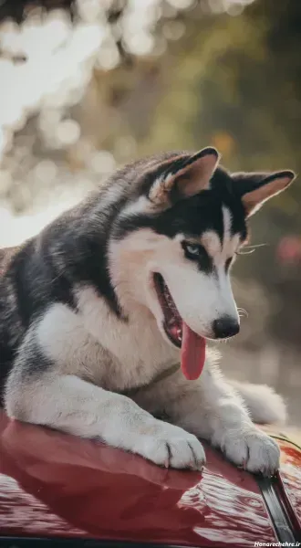  عکس تصویر زمینه سگ خفن