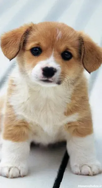  عکس تصویر زمینه سگ خفن