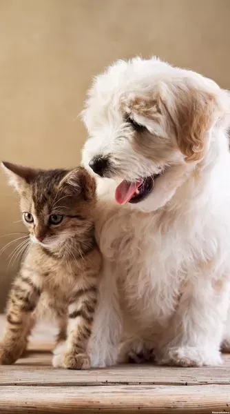  عکس تصویر زمینه سگ خفن