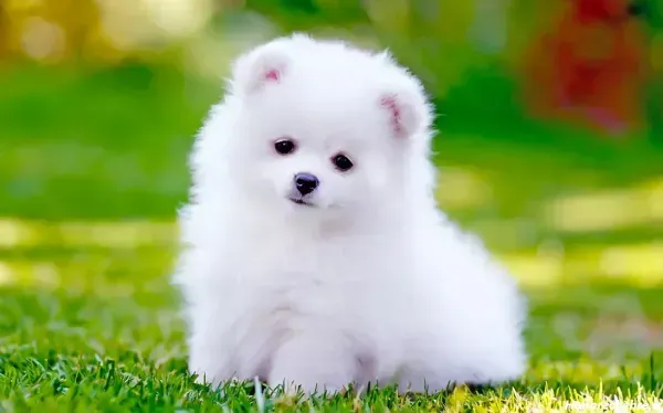  عکس تصویر زمینه سگ خفن