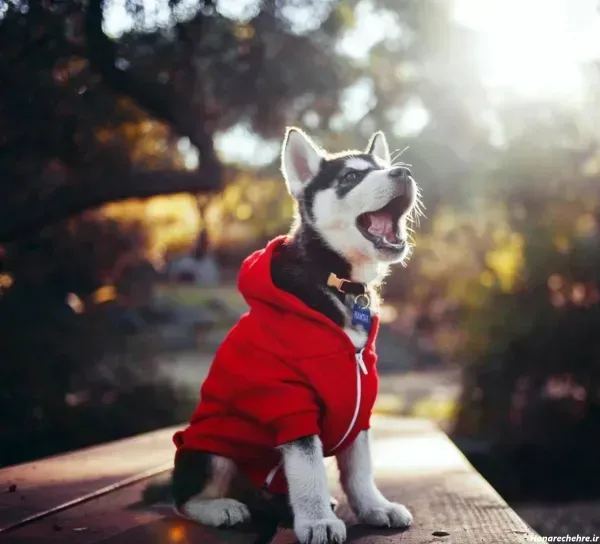  عکس تصویر زمینه سگ خفن