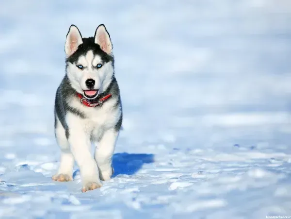  عکس تصویر زمینه سگ خفن