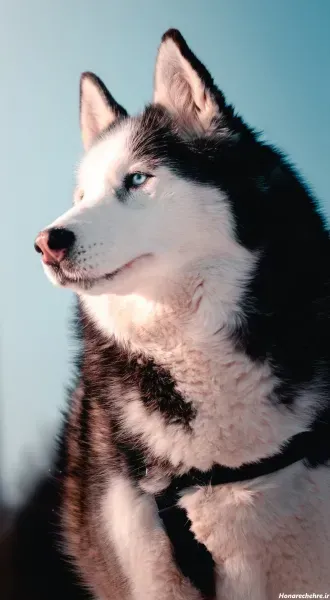  عکس تصویر زمینه سگ خفن