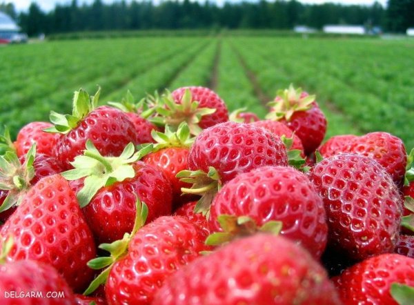  عکس توت فرنگی برای استوری