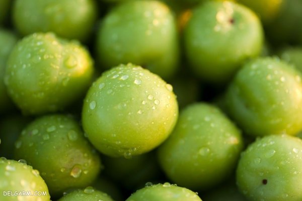  عکس گوجه سبز برای استوری