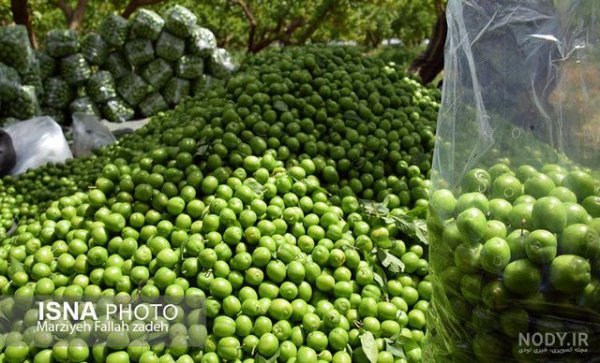  عکس گوجه سبز با نمک