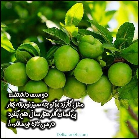  عکس گوجه سبز و توت فرنگی