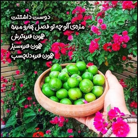  عکس گوجه سبز و توت فرنگی