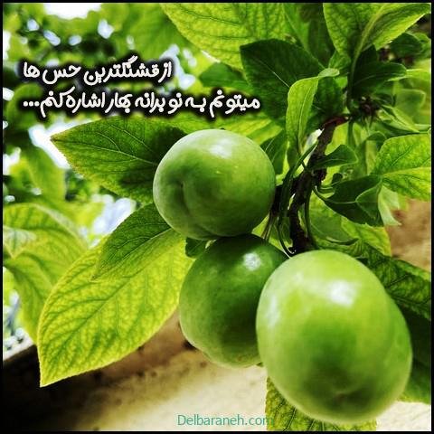  عکس گوجه سبز و توت فرنگی