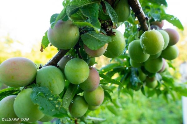  عکس گوجه سبز برای پروفایل