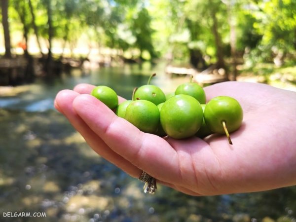 عکس گوجه سبز برای پروفایل