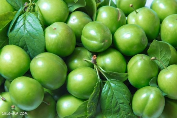  عکس گوجه سبز و چغاله خوشمزه