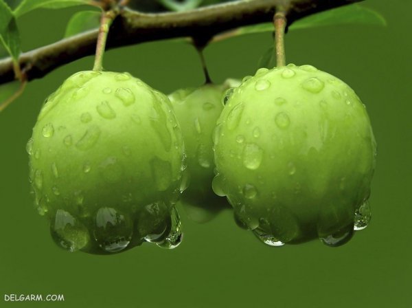  عکس گوجه سبز و چغاله خوشمزه