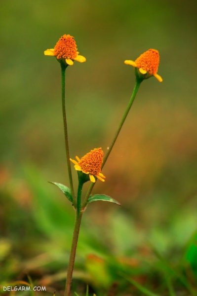  عکس از گل اسپیلانتس زیبا