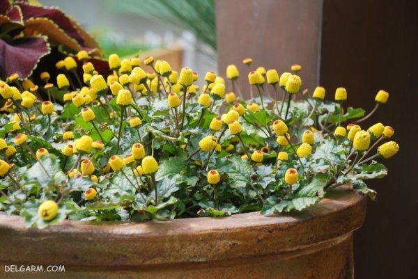  عکس از گل اسپیلانتس زیبا