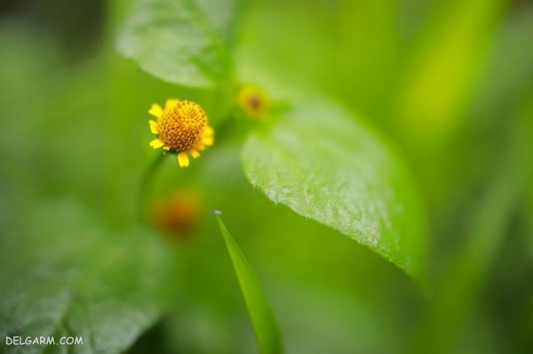  عکس از گل اسپیلانتس زیبا