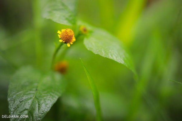  عکس از گل اسپیلانتس زیبا