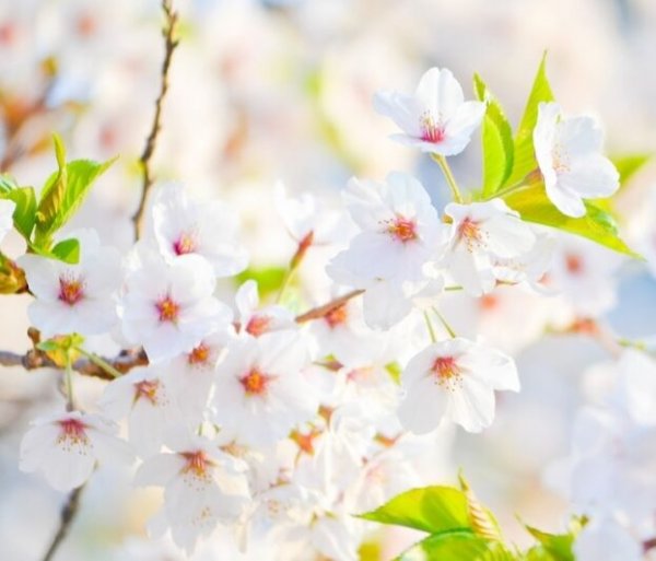  عکس لاکچری برای پروفایل واتساپ و تلگرام