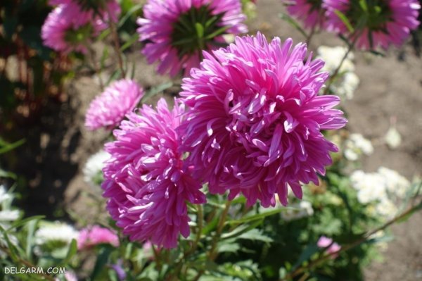 عکس گل ستاره ای