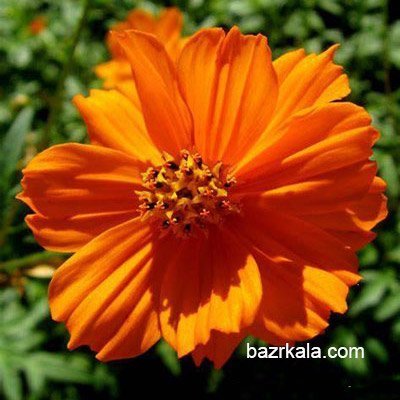 دانلود عکس گل ستاره ای
