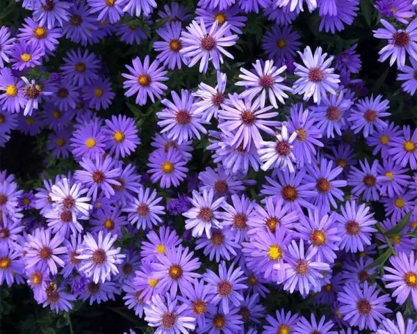 دانلود عکس گل ستاره ای