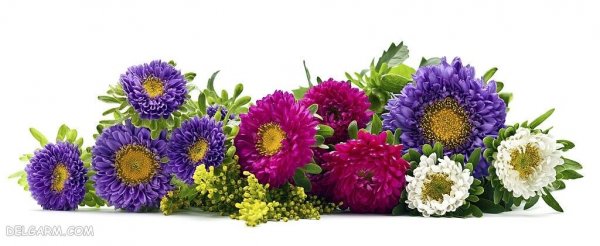 دانلود عکس گل ستاره ای