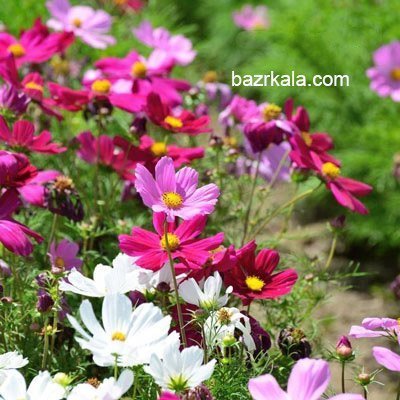 دانلود عکس گل ستاره ای