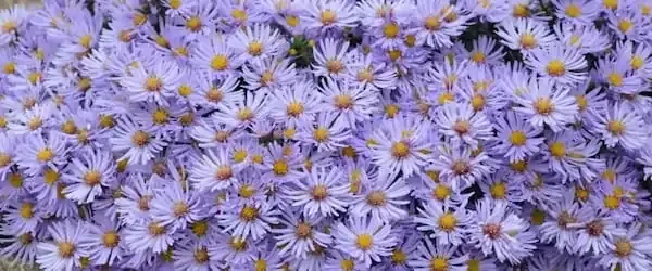 دانلود عکس گل ستاره ای