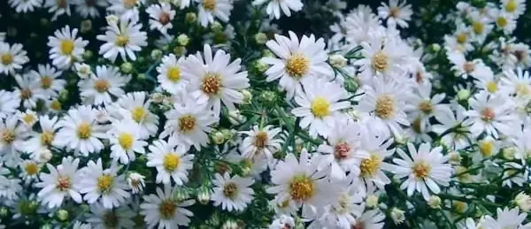دانلود عکس گل ستاره ای